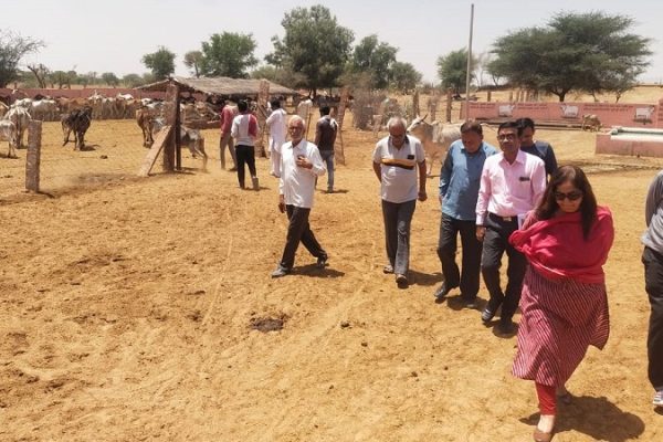 गर्मियों के मौसम के दौरान गोवंश के लिए हो समुचित प्रबंध -सत्यानी
