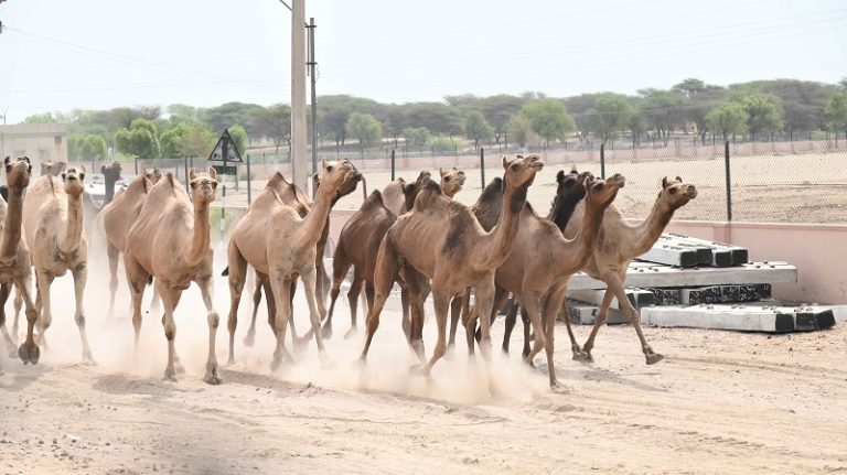 बीकानेर अंतरराष्ट्रीय ऊंट उत्सव 2026, हेरिटेज वॉक और ‘रेत के समंदर’ में दिखेगी राजस्थानी संस्कृति की भव्यता