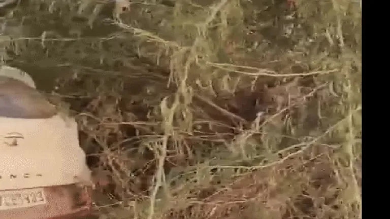 गंगाशहर थाना क्षेत्र में बेकाबू कार का हादसा, बिजली का खंभा गिरा, ड्राइवर बाल-बाल बचा